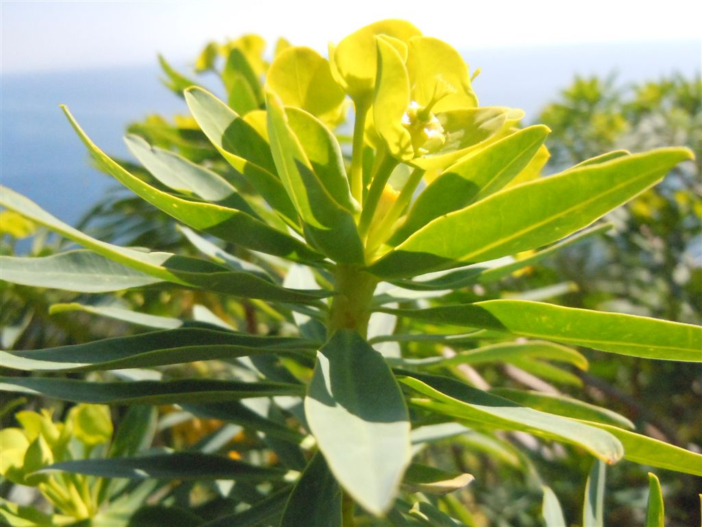 Capo Miseno (NA) :Euphorbia dendroides